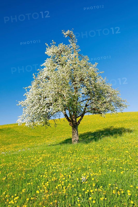 Solitary tree
