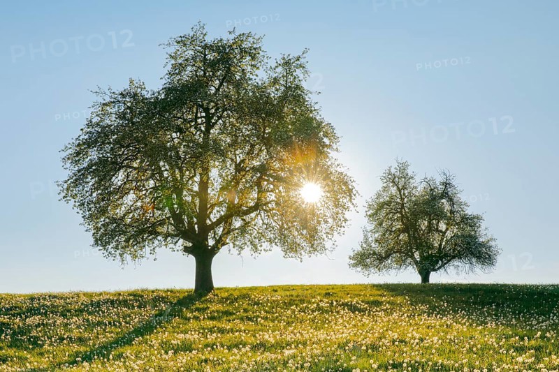 Two blossoming pear trees in spring at sunset backlit in spring meadow on Hirzel