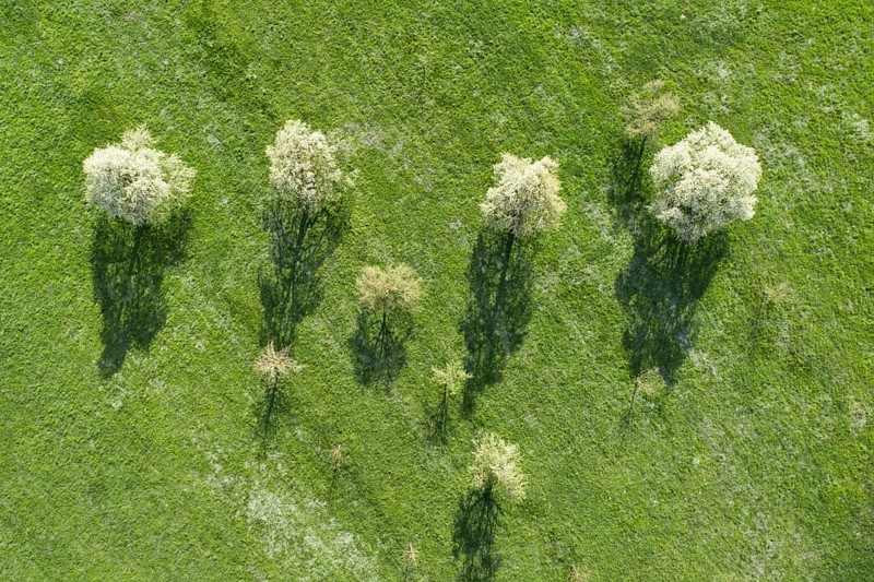 Blooming pear trees in spring in green meadow from bird's eye view