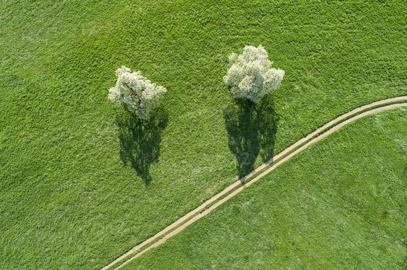 Two blossoming pear trees in spring in a green meadow next to a field path from a bird's eye view