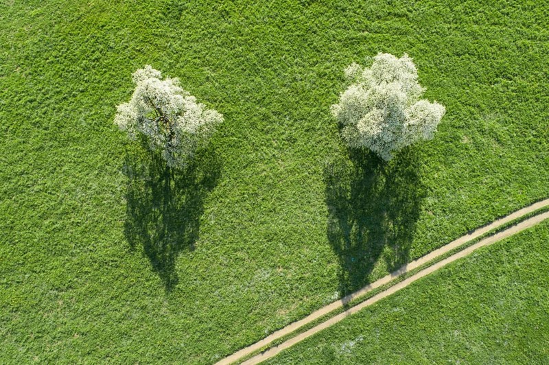 Two blossoming pear trees in spring in a green meadow next to a field path from a bird's eye view