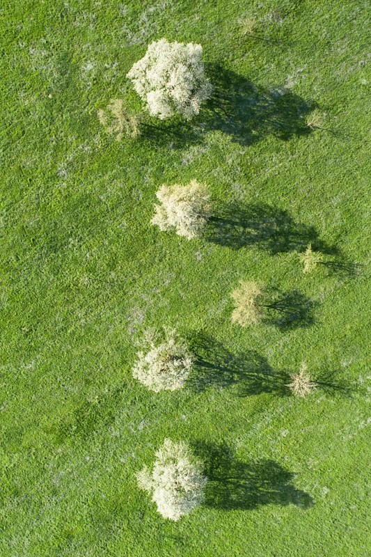 Blooming pear trees in spring in green meadow from bird's eye view