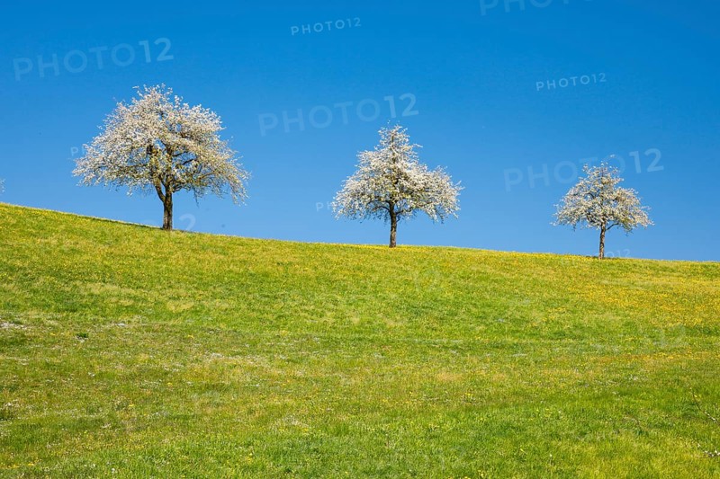 Blossoming pear trees in spring in flowering meadow