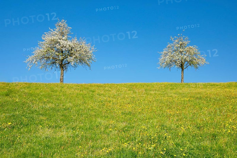 Blossoming pear trees in spring in flowering meadow