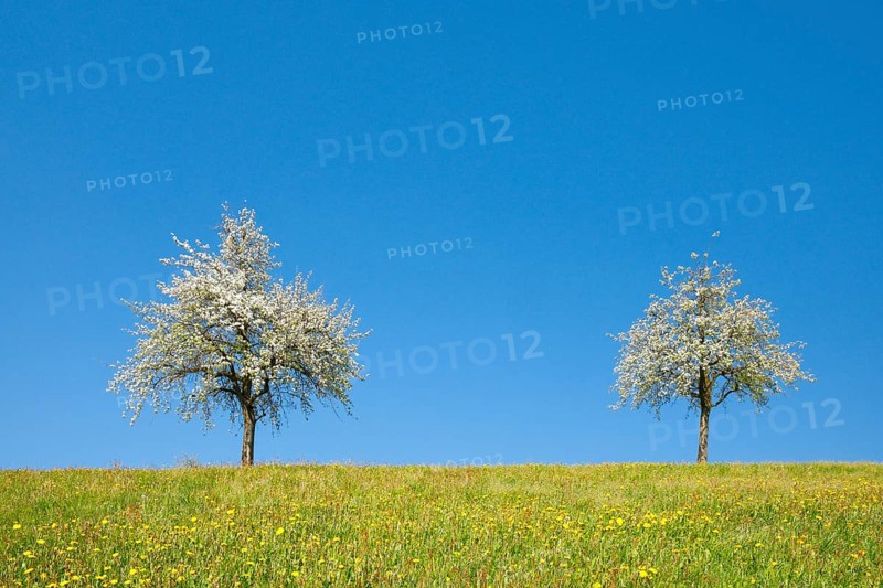Blossoming pear trees in spring in flowering meadow