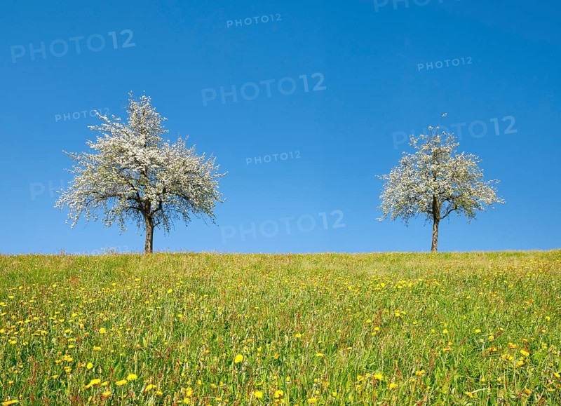 Blossoming pear trees in spring in flowering meadow