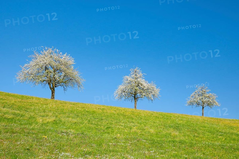 Blossoming pear trees in spring in flowering meadow