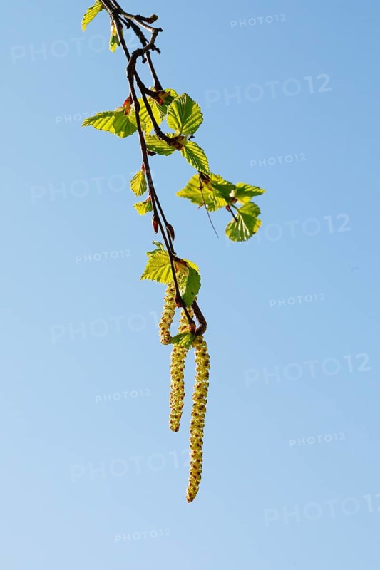 Close-up of hazelnut bush flowering catkins against blue sky