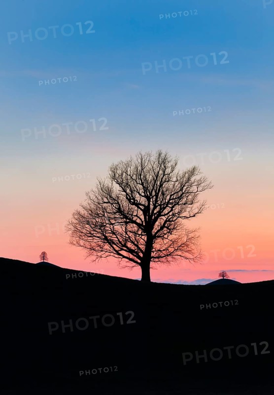 Silhouettes of oaks in drumlin landscape at Hirzelpass at sunset in spring Zurich