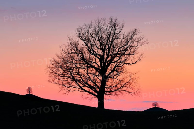 Silhouettes of oaks in drumlin landscape at Hirzelpass at sunset in spring Zurich
