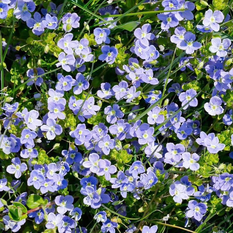 Close-up of slender speedwell (Veronica filiformis)