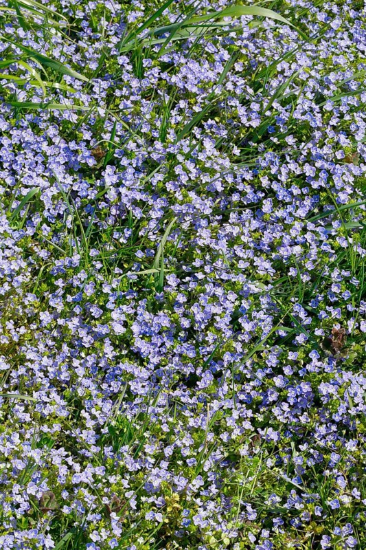 Close-up of slender speedwell (Veronica filiformis)