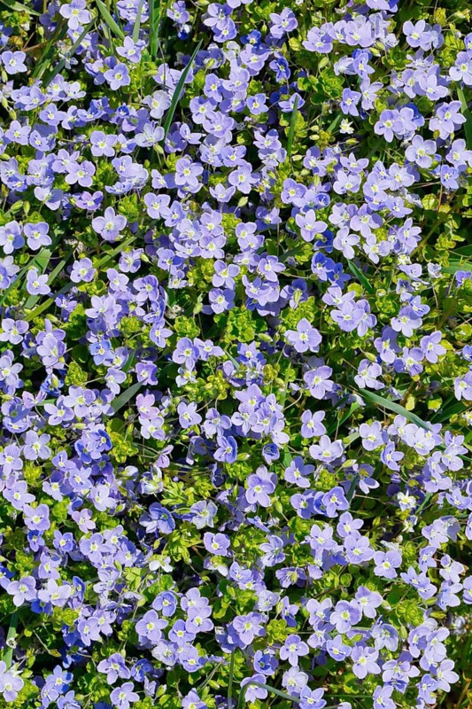 Close-up of slender speedwell (Veronica filiformis)