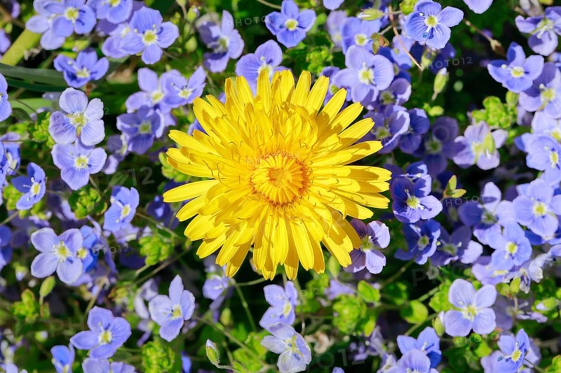 Close-up of dandelion and slender speedwell