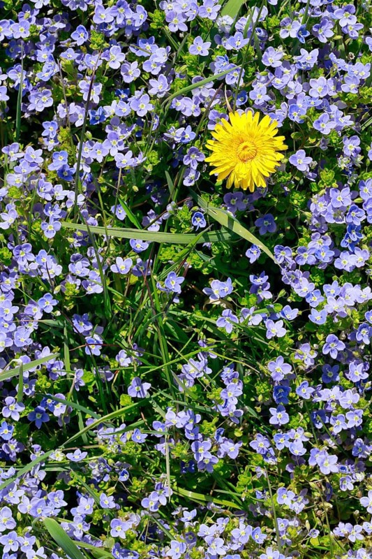 Close-up of dandelion and slender speedwell