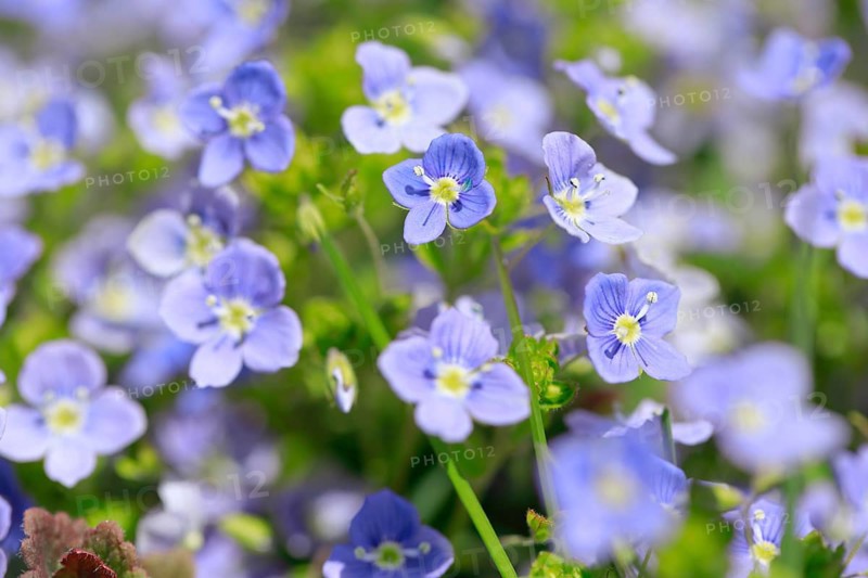 Close-up of slender speedwell (Veronica filiformis)