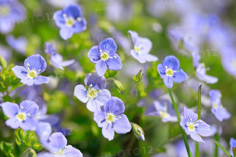 Close-up of slender speedwell (Veronica filiformis)