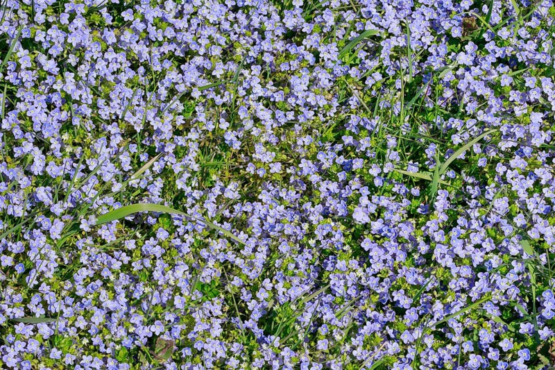 Close-up of slender speedwell (Veronica filiformis)