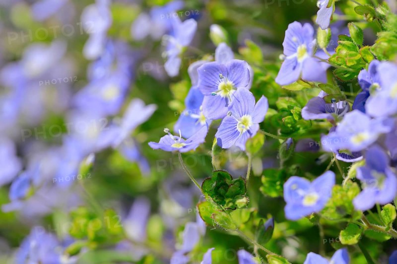 Close-up of slender speedwell (Veronica filiformis)
