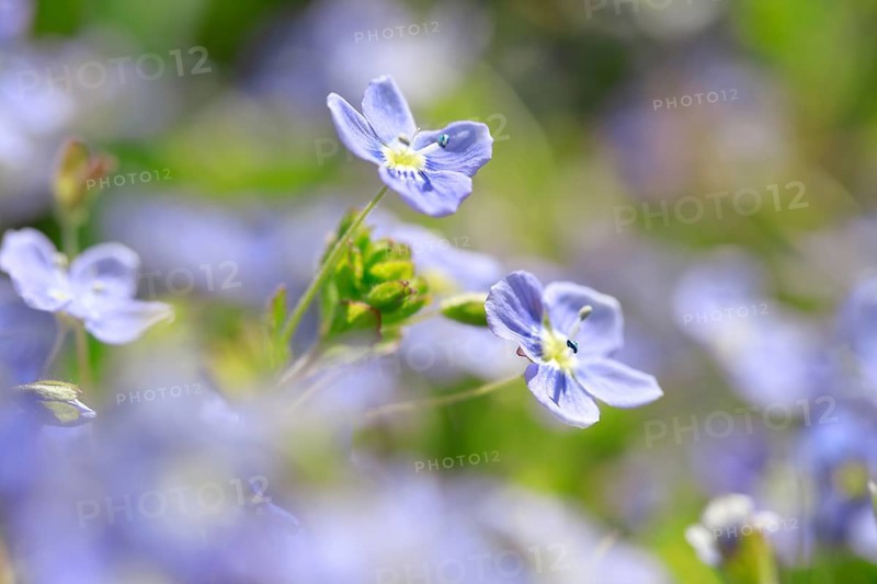 Close-up of slender speedwell (Veronica filiformis)