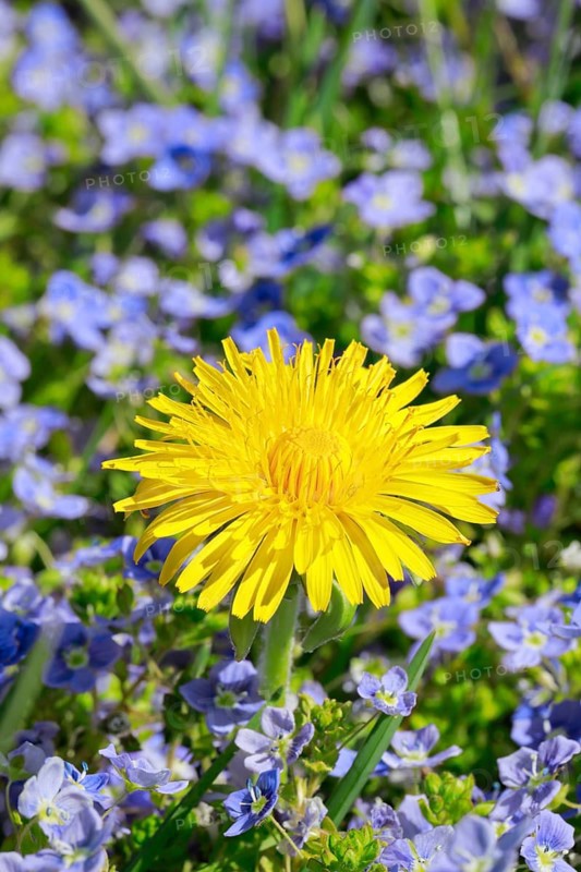 Close-up of dandelion and slender speedwell