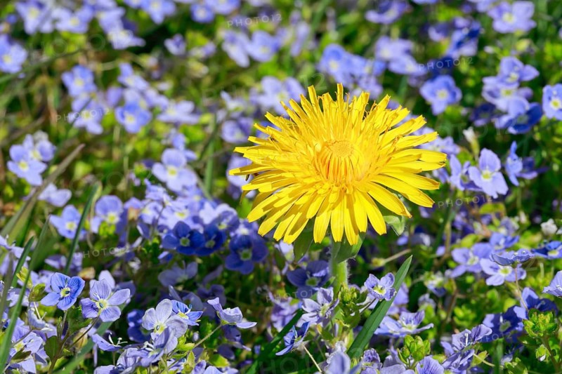 Close-up of dandelion and slender speedwell