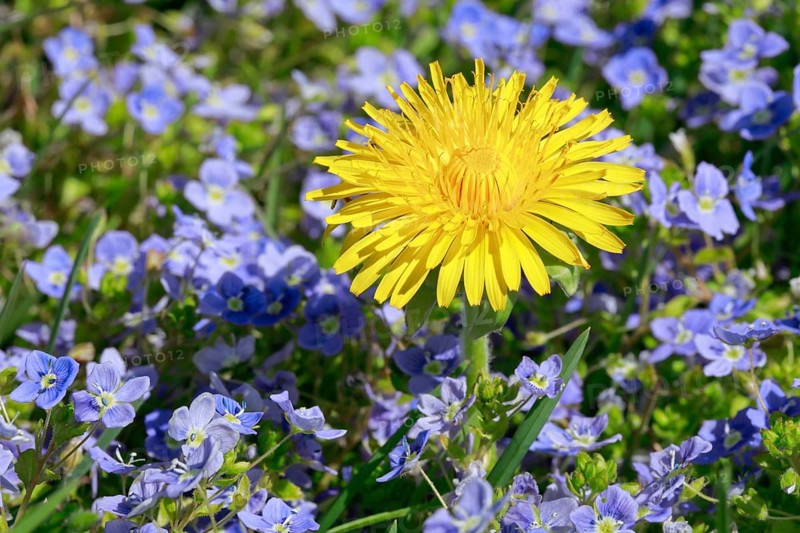 Close-up of dandelion and Slender speedwell