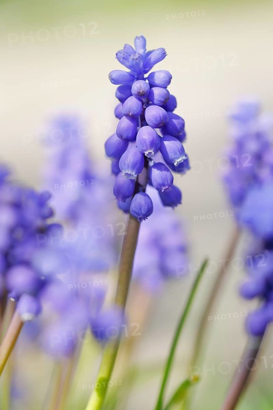 Close up of blue grape hyacinths