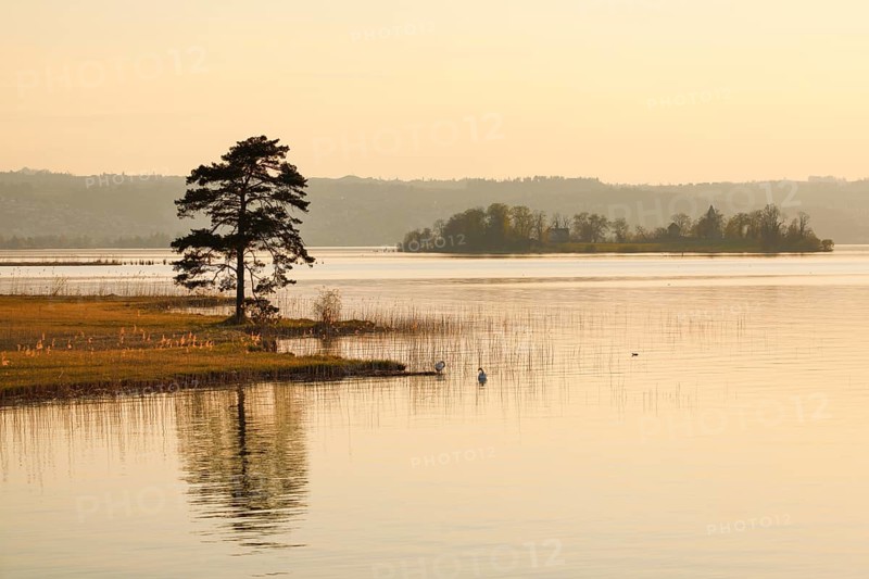 Large pine tree in the backlight at the lake of Zurich near Hurden in the canton Schwyz