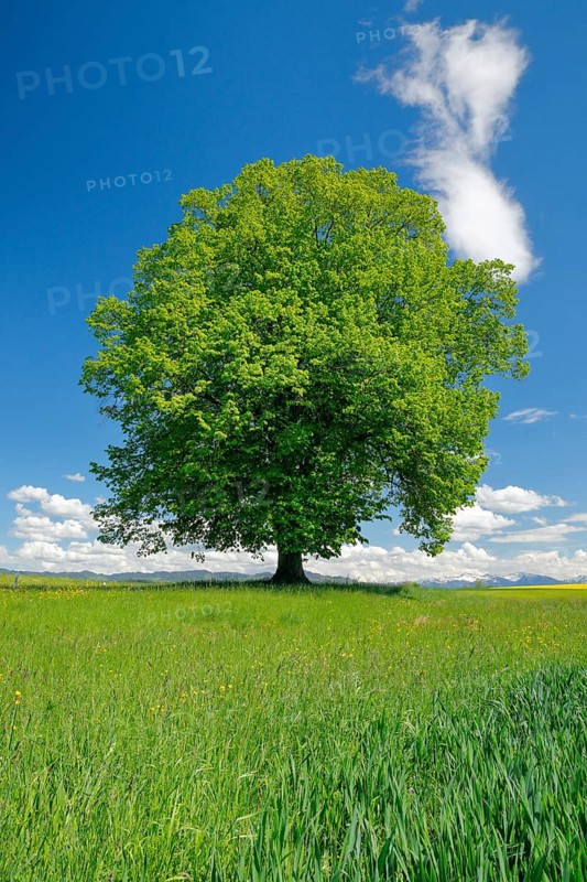 Solitary tree