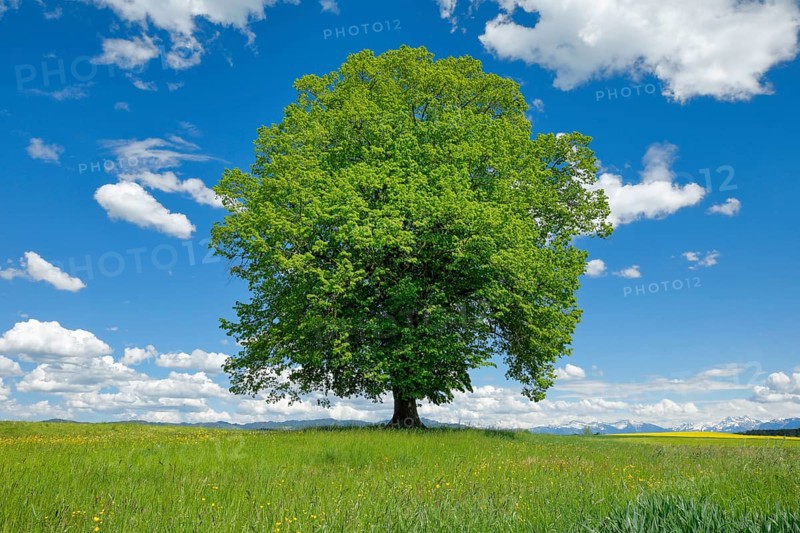 Solitary tree