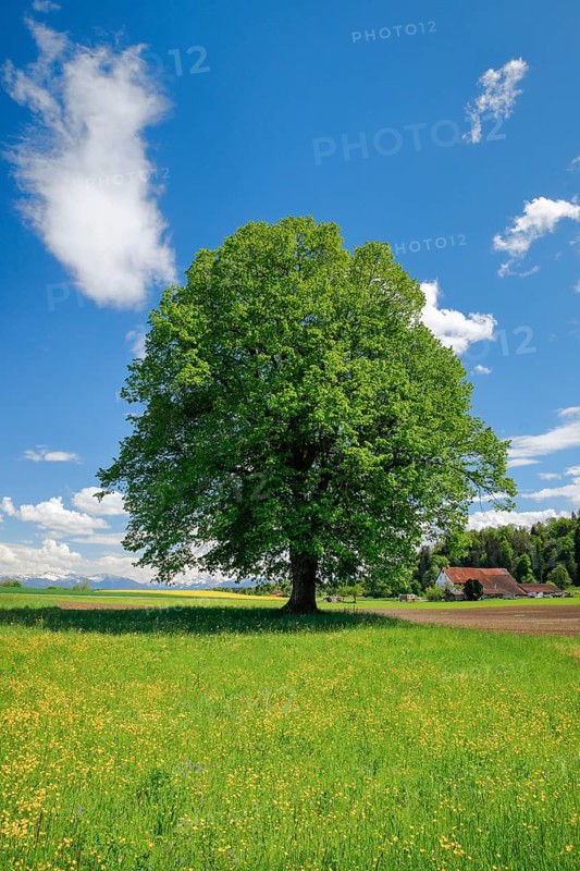 Solitary tree