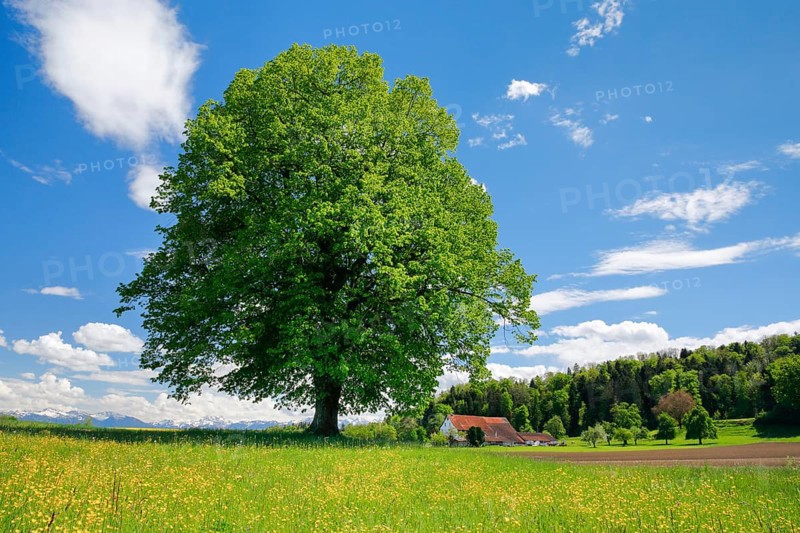 Solitary tree
