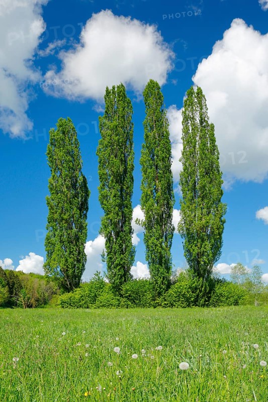 Four large poplars in green meadow under cloudy sky in sunshine