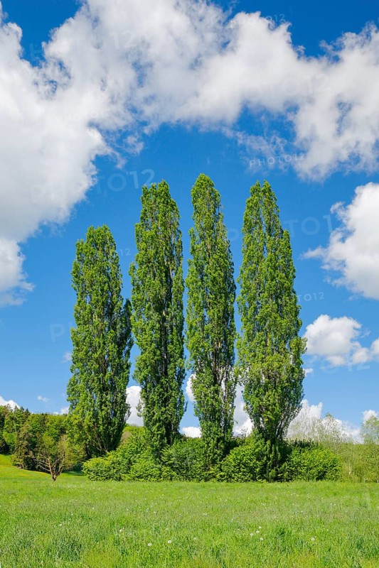 Four large poplars in green meadow under cloudy sky in sunshine