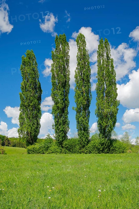 Four large poplars in green meadow under cloudy sky in sunshine