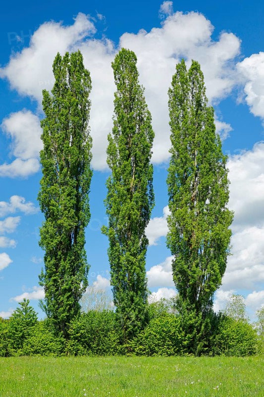 Three large poplars in green meadow under cloudy sky in sunshine