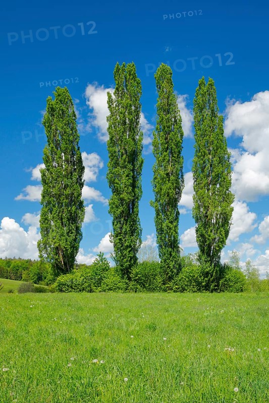 Four large poplars in green meadow under cloudy sky in sunshine
