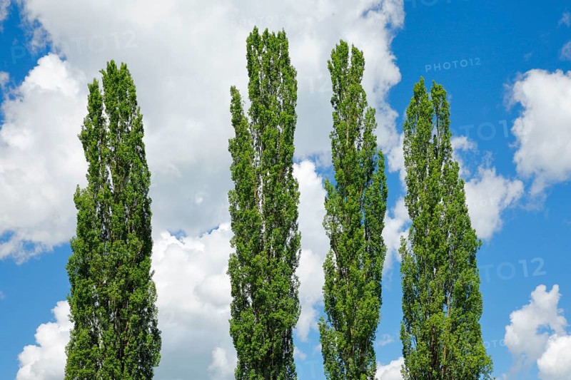 Tree tops of four large poplars in front of blue white cloudy sky in sunshine