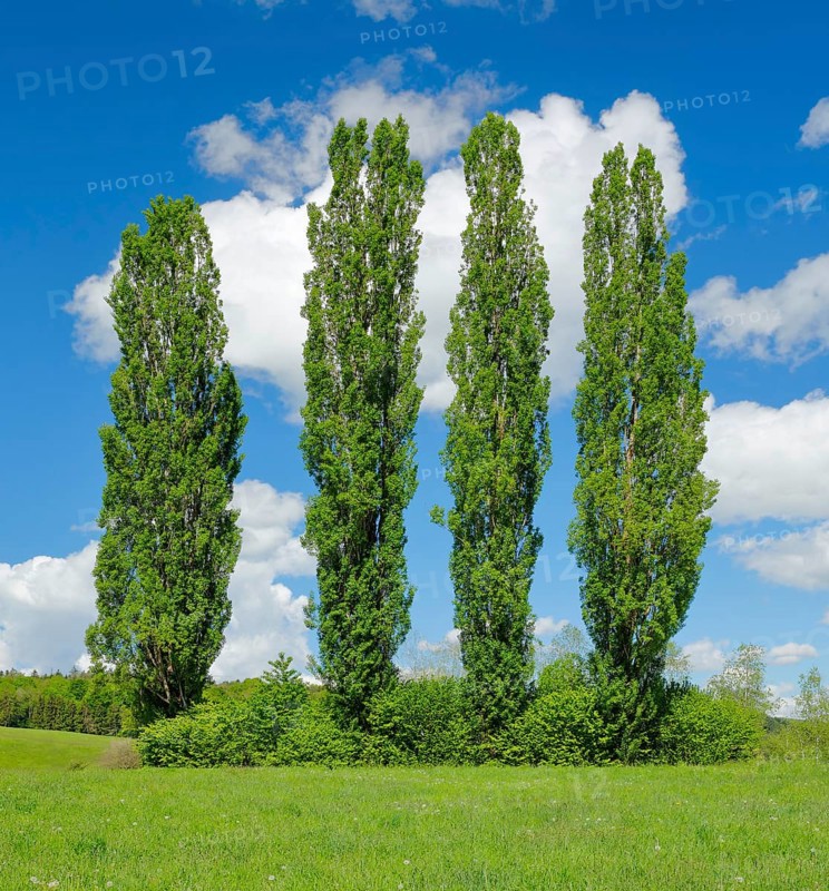 Four large poplars in green meadow under cloudy sky in sunshine
