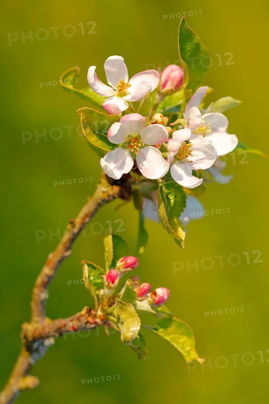 Close up of apple tree blossoms and buds in evening light