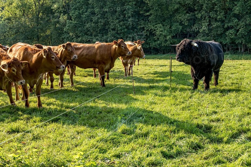 Cows