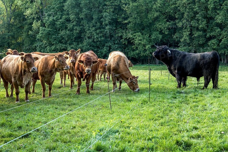 Cows