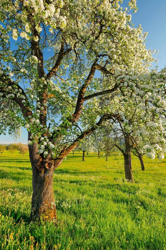 Blossoming pear trees in spring in evening light