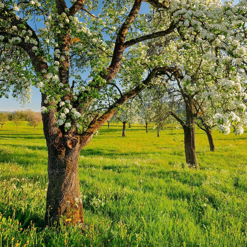 Blossoming pear trees in spring in evening light