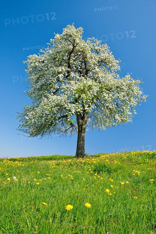 Alone flowering pear tree in spring in flowering meadow