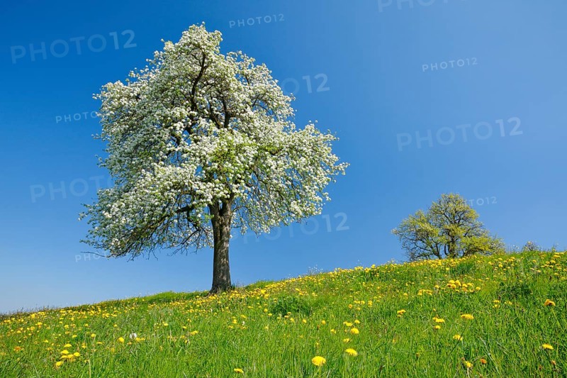Alone flowering pear tree in spring in flowering meadow