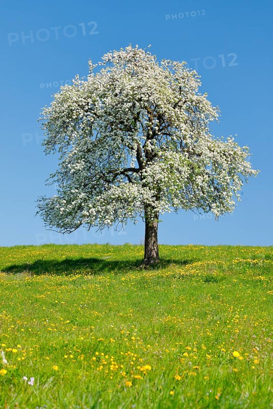Alone flowering pear tree in spring in flowering meadow