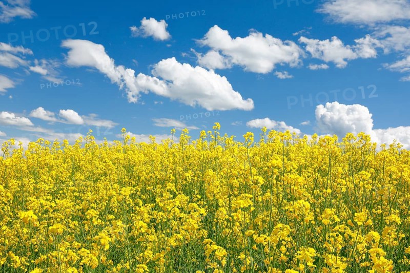Rape field in bloom under blue sky