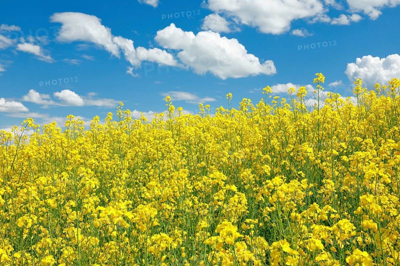 Rape field in bloom under blue sky